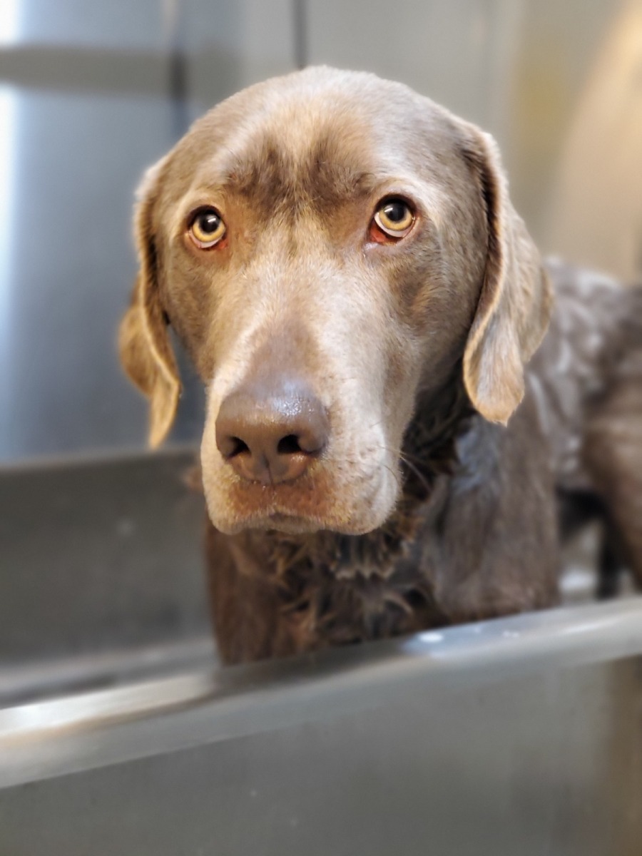 Roscoe enjoying his bath